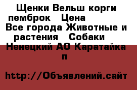 Щенки Вельш корги пемброк › Цена ­ 35 000 - Все города Животные и растения » Собаки   . Ненецкий АО,Каратайка п.